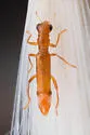 Neohydnocera brunnea - photo 2
