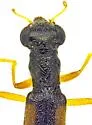 Neohydnocera chiricahuana