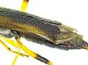 Neohydnocera chiricahuana - photo 2