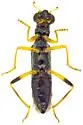 Neohydnocera chiricahuana - photo 3