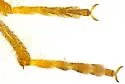 Neohydnocera chiricahuana - photo 4