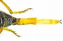 Neohydnocera chiricahuana - photo 5