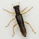 Neohydnocera longicollis