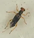 Neohydnocera longicollis - photo 3