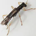 Neohydnocera longicollis - photo 4