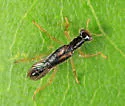 Neohydnocera longicollis - photo 5
