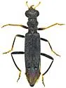 Neohydnocera nigrina