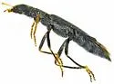 Neohydnocera nigrina - photo 2