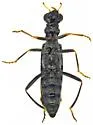 Neohydnocera nigrina - photo 3