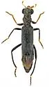 Neohydnocera nigrina - photo 4