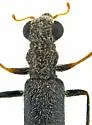 Neohydnocera nigrina - photo 5