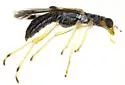 Neohydnocera pusilla - photo 2
