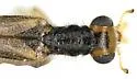 Neohydnocera pusilla - photo 4