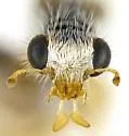 Neohydnocera pusilla - photo 5
