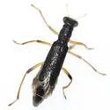 Neohydnocera tabida - photo 2