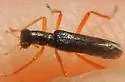 Neohydnocera tabida - photo 3