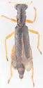 Neohydnocera tabida - photo 4