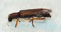 Neohydnocera tabida - photo 5