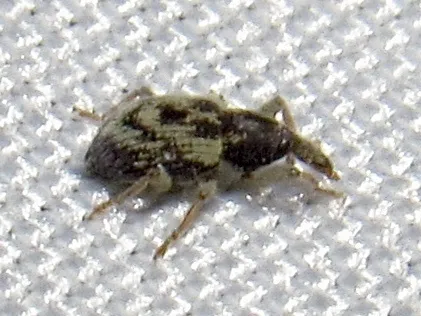Waterlettuce Weevil - photo 2