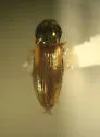 Neohypdonus aestivus
