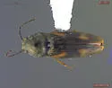Neohypdonus gentilis