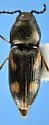 Neohypdonus gentilis - photo 3