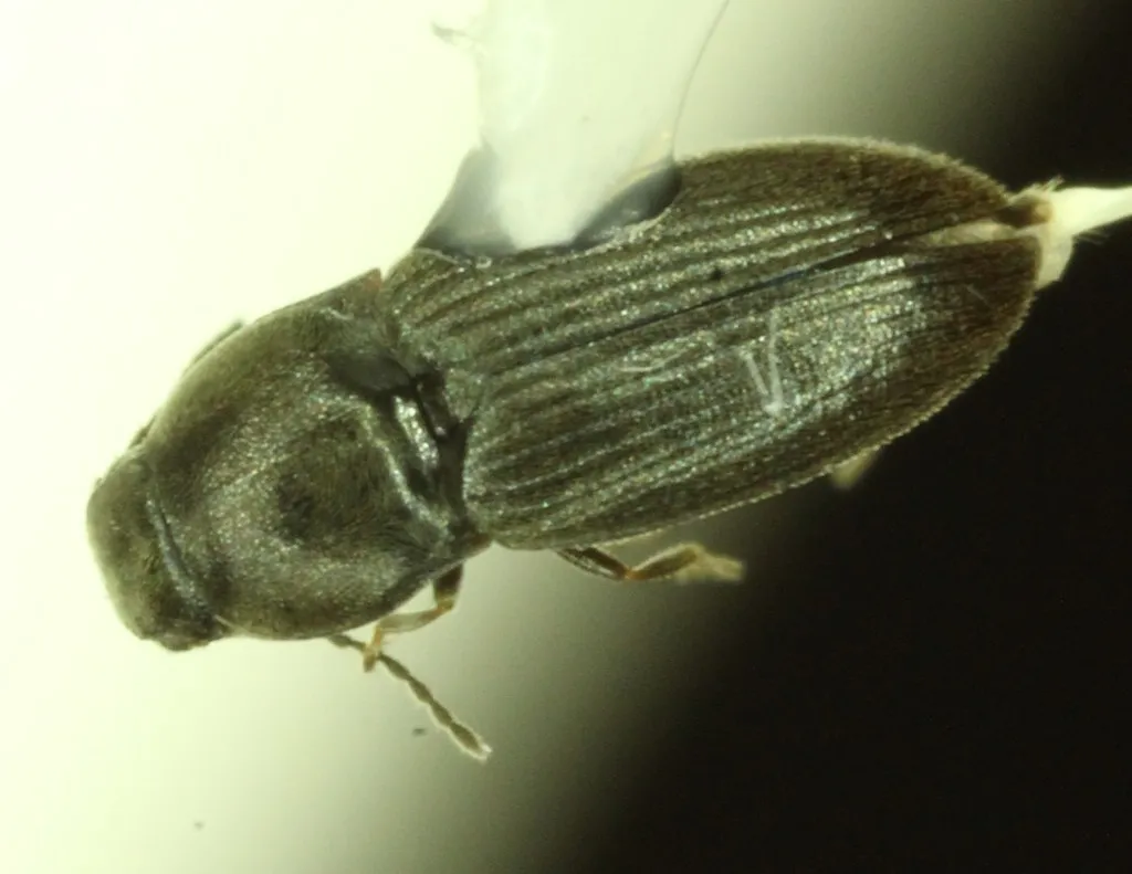 Neohypdonus musculus - photo 2