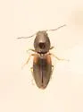 Neohypdonus perplexus - photo 4