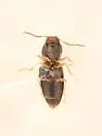 Neohypdonus perplexus - photo 5
