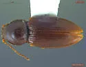 Neohypdonus restrictulus