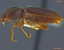 Neohypdonus restrictulus - photo 2