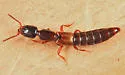 Neohypnus beckeri - Neohypnus beckeri