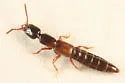 Neohypnus beckeri - photo 2