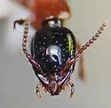Neohypnus emmesus - photo 2