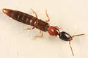Neohypnus hamatus - photo 2