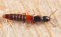 Neohypnus lecontei - photo 2