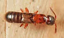 Neohypnus monstrosus