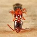 Neohypnus monstrosus - photo 2