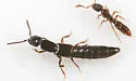 Neohypnus obscurus