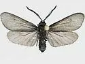 Neoilliberis arizonica - Hodges#4634.2
