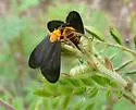 Neoilliberis fusca - Hodges#4635