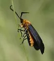 Neoilliberis fusca - Hodges#4635 - photo 4