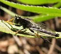 Neoitamus coquillettii