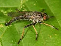 Neoitamus flavofemoratus