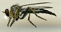 Neoitamus flavofemoratus - photo 2