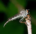 Neoitamus flavofemoratus - photo 4