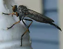 Neoitamus flavofemoratus - photo 5