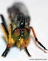 Neoitamus orphne - Neoitamus orphne