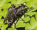 Neoitamus orphne - photo 2