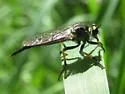 Neoitamus orphne - photo 3